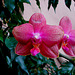 20060303 0192DSCw [D~LIP] Orchidee, Bad Salzuflen: Orchideenschau