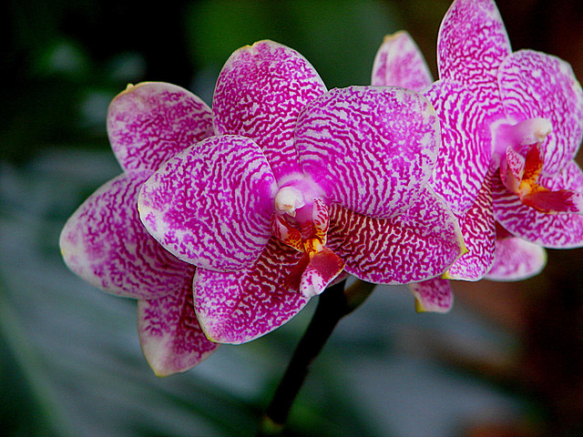 20060303 0195DSCw [D~LIP] Orchidee, Bad Salzuflen: Orchideenschau