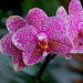 20060303 0195DSCw [D~LIP] Orchidee, Bad Salzuflen: Orchideenschau