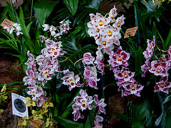 20060303 0196DSCw [D~LIP] Orchidee, Bad Salzuflen: Orchideenschau