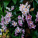 20060303 0196DSCw [D~LIP] Orchidee, Bad Salzuflen: Orchideenschau