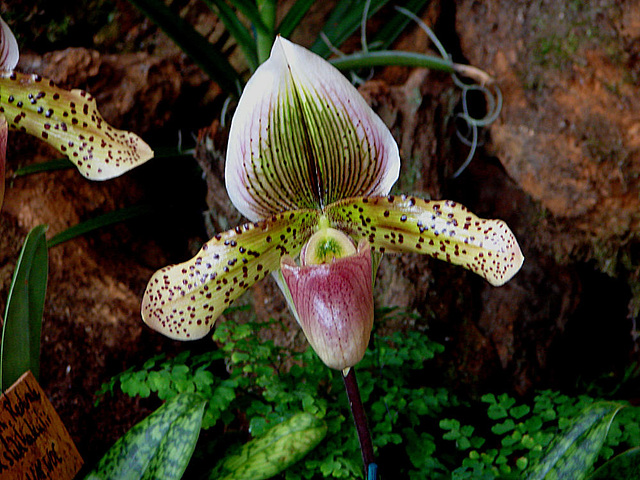 20060303 0197DSCw [D~LIP] Orchidee, Bad Salzuflen: Orchideenschau