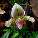 20060303 0197DSCw [D~LIP] Orchidee, Bad Salzuflen: Orchideenschau