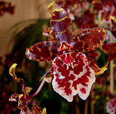 20060303 0198DSCw [D~LIP] Orchidee, Bad Salzuflen: Orchideenschau