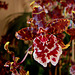20060303 0198DSCw [D~LIP] Orchidee, Bad Salzuflen: Orchideenschau