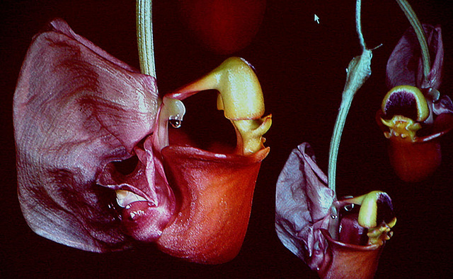 20060303 0201DSCw [D~LIP] Orchidee, Bad Salzuflen: Orchideenschau