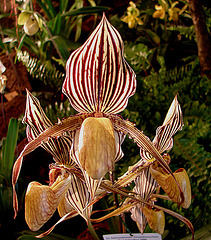 20060303 0203DSCw [D~LIP] Orchidee, Bad Salzuflen: Orchideenschau