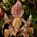 20060303 0203DSCw [D~LIP] Orchidee, Bad Salzuflen: Orchideenschau