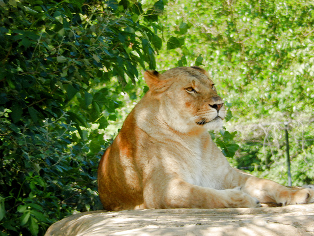 Löwe (Panthera leo, weiblich) ©UdoSm