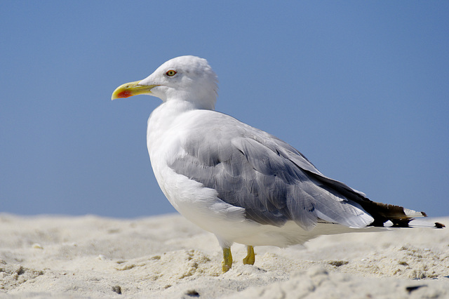 Seagull