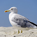 Seagull