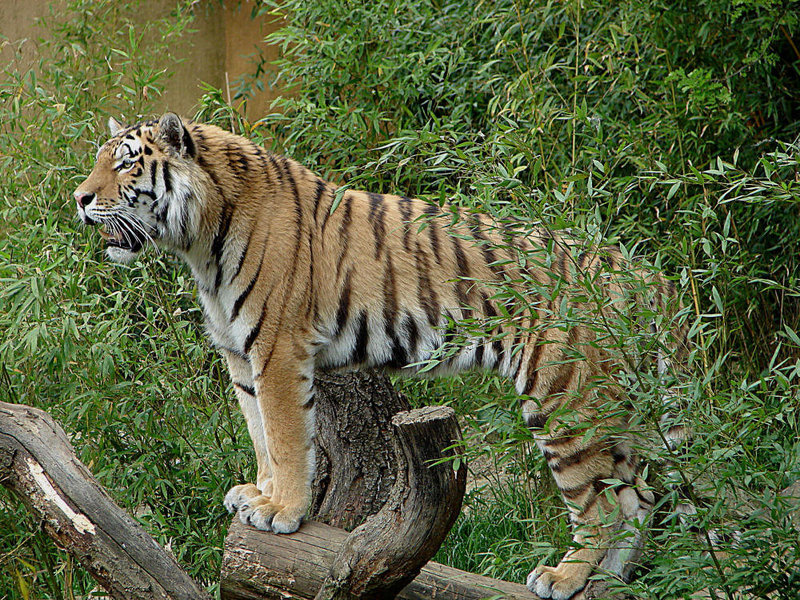 20060509 0325DSCw [D-MS] Sibirischer Tiger (Panthera tigris). Zoo, Münster