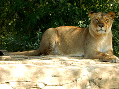 Löwe (Panthera leo, weiblich) ©UdoSm