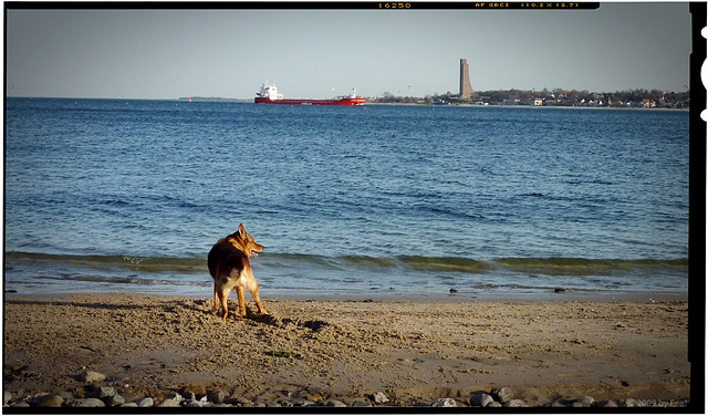 the old dog and the sea :-)
