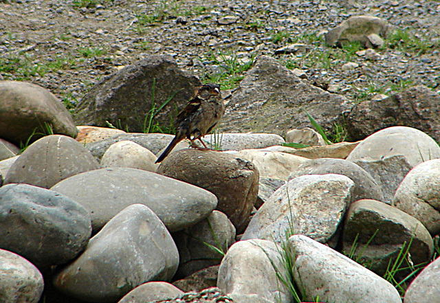 20090618 0490DSCw [D~OS] Haussperling (Passer domesticus), Zoo Osnabrück