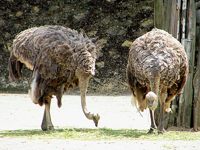 20090618 0491DSCw [D~OS] Strauß (Struthio camelus), Zoo Osnabrück