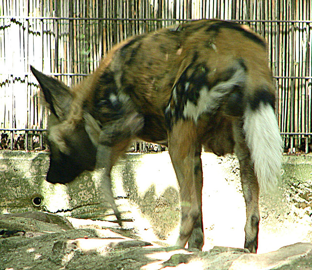 20090618 0494DSCw [D~OS] Afrikanischer Wildhund (Lycaon pictus), Zoo Osnabrück