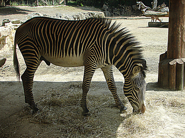 20090618 0499DSCw [D~OS] Zebra (Equus agg), Zoo Osnabrück