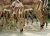 20090618 0500DSCw [D~OS] Impala-Antilope, Osnabrück