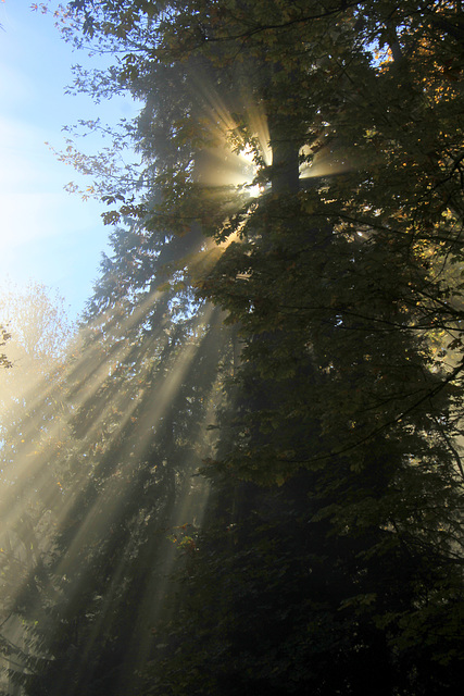 October Sunshine and Mist