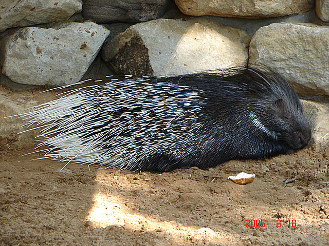 20050818 0046DSCw [NL] Gewöhnliche Stachelschwein (Hystrix cristata), Emmen