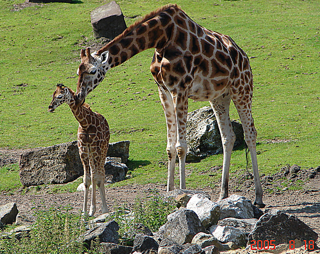 20050818 0049DSCw [NL] Netzgiraffe, Emmen