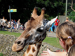 20050818 0051DSCw [NL] Netzgiraffe, Emmen