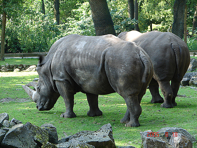 20050818 0059DSCw [NL] Breitmaulnashorn, Emmen