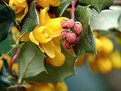 20090423 0021DSCw [D~LIP] Dotterberberitze (Berberis 'Stenophylla'), Bad Salzuflen