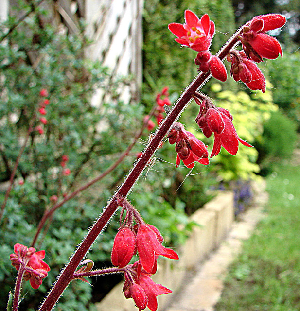 20090504 0028DSCw [D~LIP] Purpurglöckchen (Heuchera Hybride 'Leuchtkäfer'), Bad Salzuflen