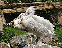 20060509 0327DSCw [D-MS] Krauskopfpeleikan (Pelecanus crispus), Zoo, Münster