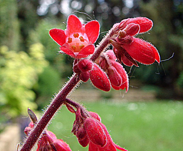 20090504 0029DSCw [D~LIP] Purpurglöckchen (Heuchera Hybride 'Leuchtkäfer'), Bad Salzuflen