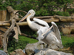 20060509 0328DSCw [D-MS] Krauskopfpelikan (Pelicanus crispus), Zoo, Münster