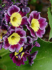 20090504 0030DSCw [D~LIP] Garten-Aurikel (Primula Hortensis-Hybride), Punktierte Zartschrecke, Bad Salzuflen