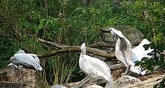 20060509 0329DSCw [D-MS] Krauskopfpelikan (Pelicanus crispus), Zoo, Münster