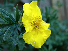 20090517 0035DSCw [D~LIP] Fingerstrauch (Potentilla 'Goldfinger'), Bad Salzuflen