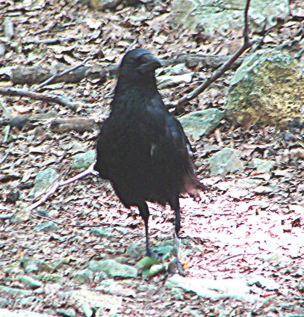 20090618 0505DSCw [D~OS] Rabenkrähe (Corvus corone), Zoo Osnabrück
