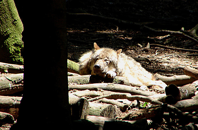 20090618 0506DSCw [D~OS] Hudson-Bay-Wolf (Canis lupus hudsonicus), Osnabrück