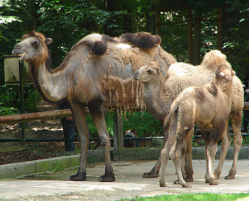 20090618 0507DSCw [D~OS] Trampeltier (Camelus ferus bactrianus), Zoo Osnabrück