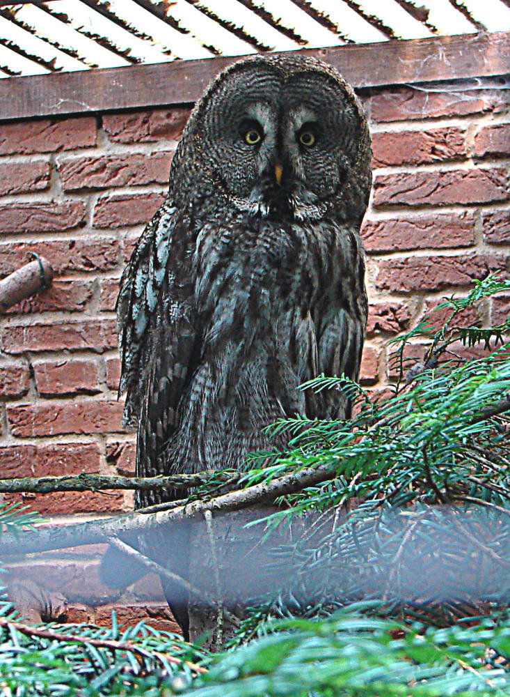 20090618 0509DSCw [D~OS] Bartkauz (Strix nebulosa), Zoo Osnabrück