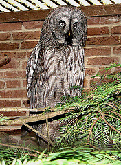 20090618 0510DSCw [D~OS] Bartkauz (Strix nebulosa), Osnabrück