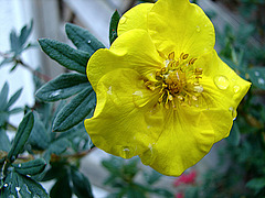 20090517 0036DSCw [D~LIP] Fingerstrauch (Potentilla 'Goldfinger'), Bad Salzuflen