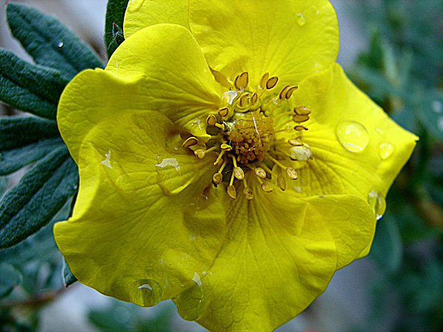 20090517 0037DSCw [D~LIP] Fingerstrauch (Potentilla 'Goldfinger'), Bad Salzuflen