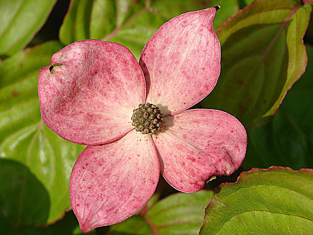 20090520 0038DSCw [D~LIP] Japanischer Blumenhartriegel (Cornus kousa 'Satomi'), Bad Salzuflen