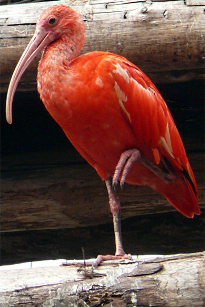 IBIS