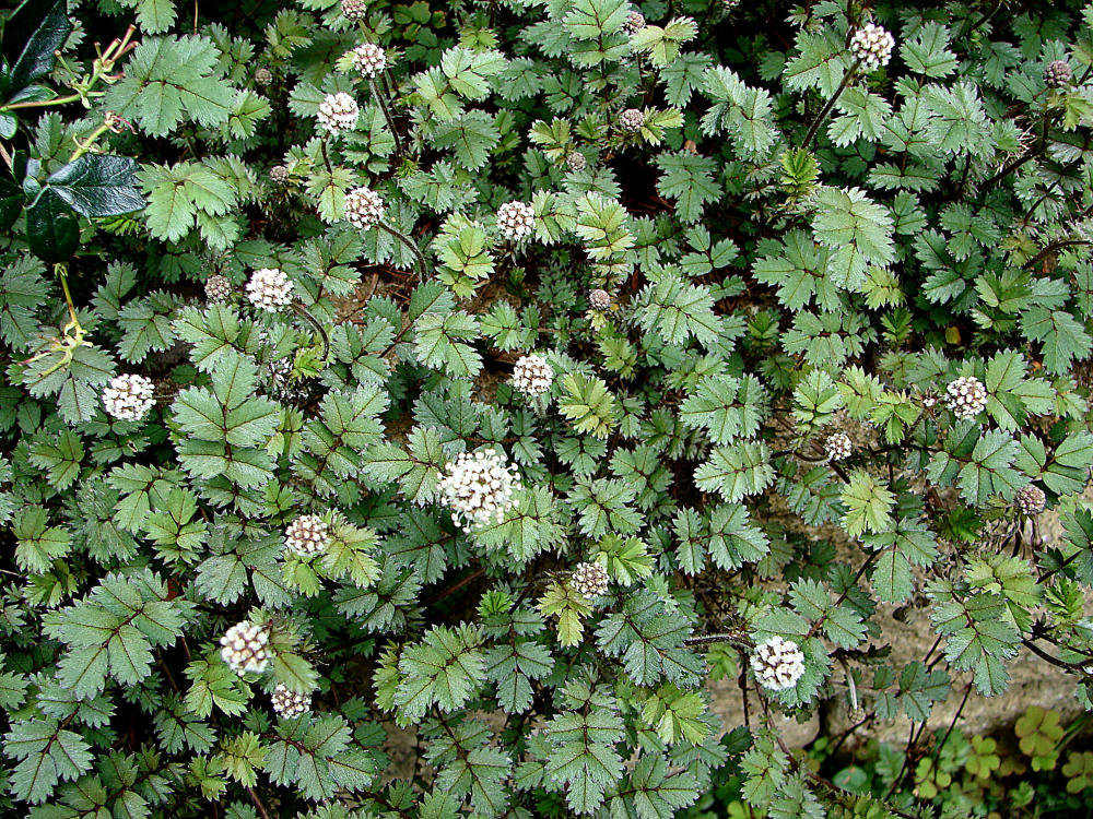 20090522 0045DSCw [D~LIP] Stachelnüsschen (Acaena buchananii), Bad Salzuflen