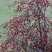 20091105 1085Tw [D~DH] Vogelbeerbaum (Sorbus aucuparia), [Eberesche], Moor, Diepholz