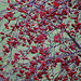 20091105 1088Tw [D~DH] Vogelbeerbaum (Sorbus aucuparia), [Eberesche], Moor, Diepholz