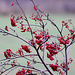 20091105 1089Tw [D~DH] Vogelbeerbaum (Sorbus aucuparia), [Eberesche], Moor, Diepholz