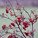 20091105 1090Tw [D~DH] Vogelbeerbaum (Sorbus aucuparia), [Eberesche], Moor, Diepholz